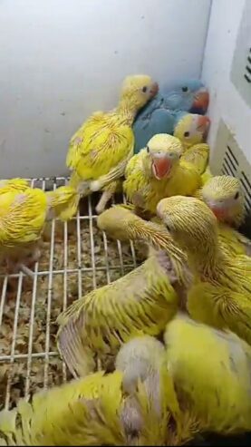 Yellow ringneck chicks