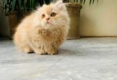 Pure Persian tripple coat brown color Kitten is available having age of 2 months