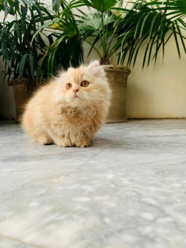 Pure Persian tripple coat brown color Kitten is available having age of 2 months