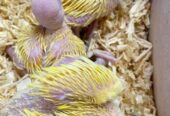 Yellow ringneck chicks