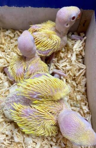 Yellow ringneck chicks