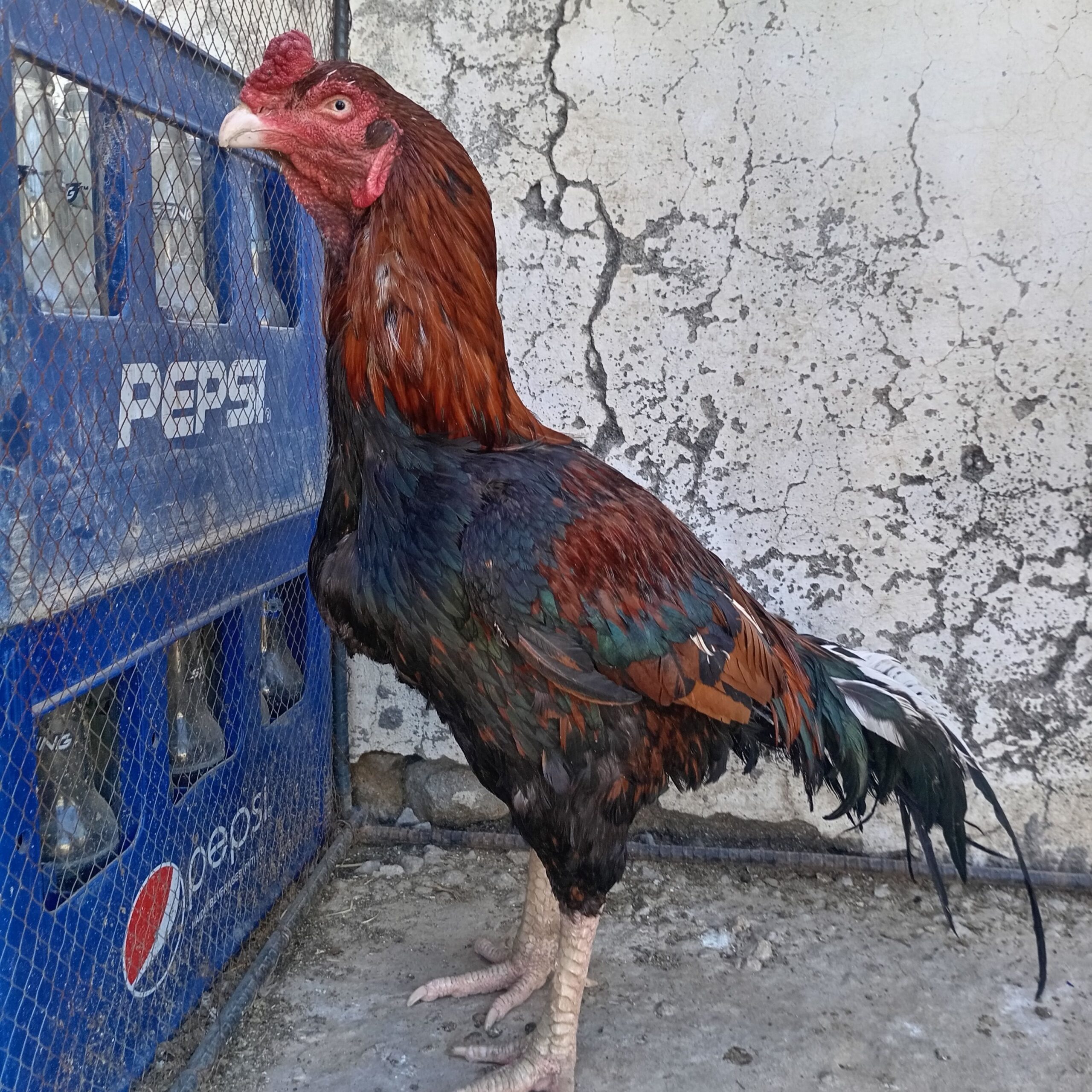 High Quality old bloodline breeder