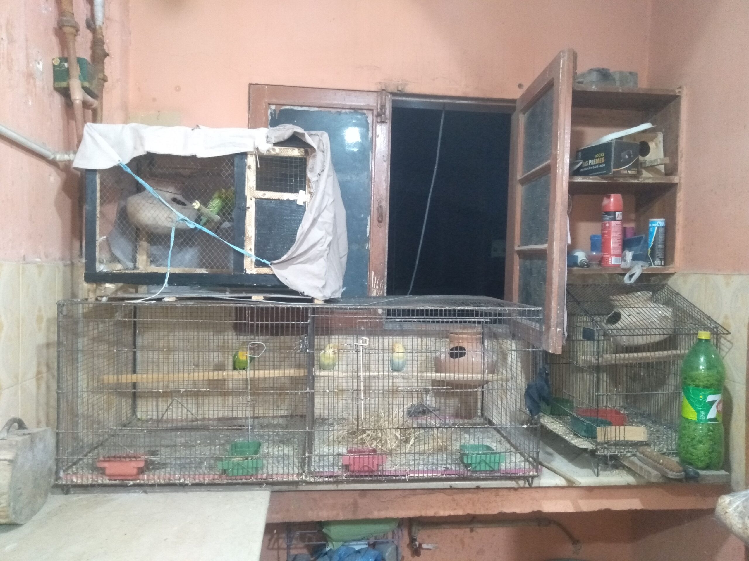 Bird cage 2×2