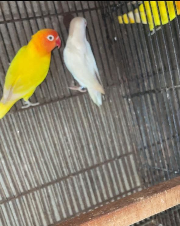 Male female confirm breeder pairs