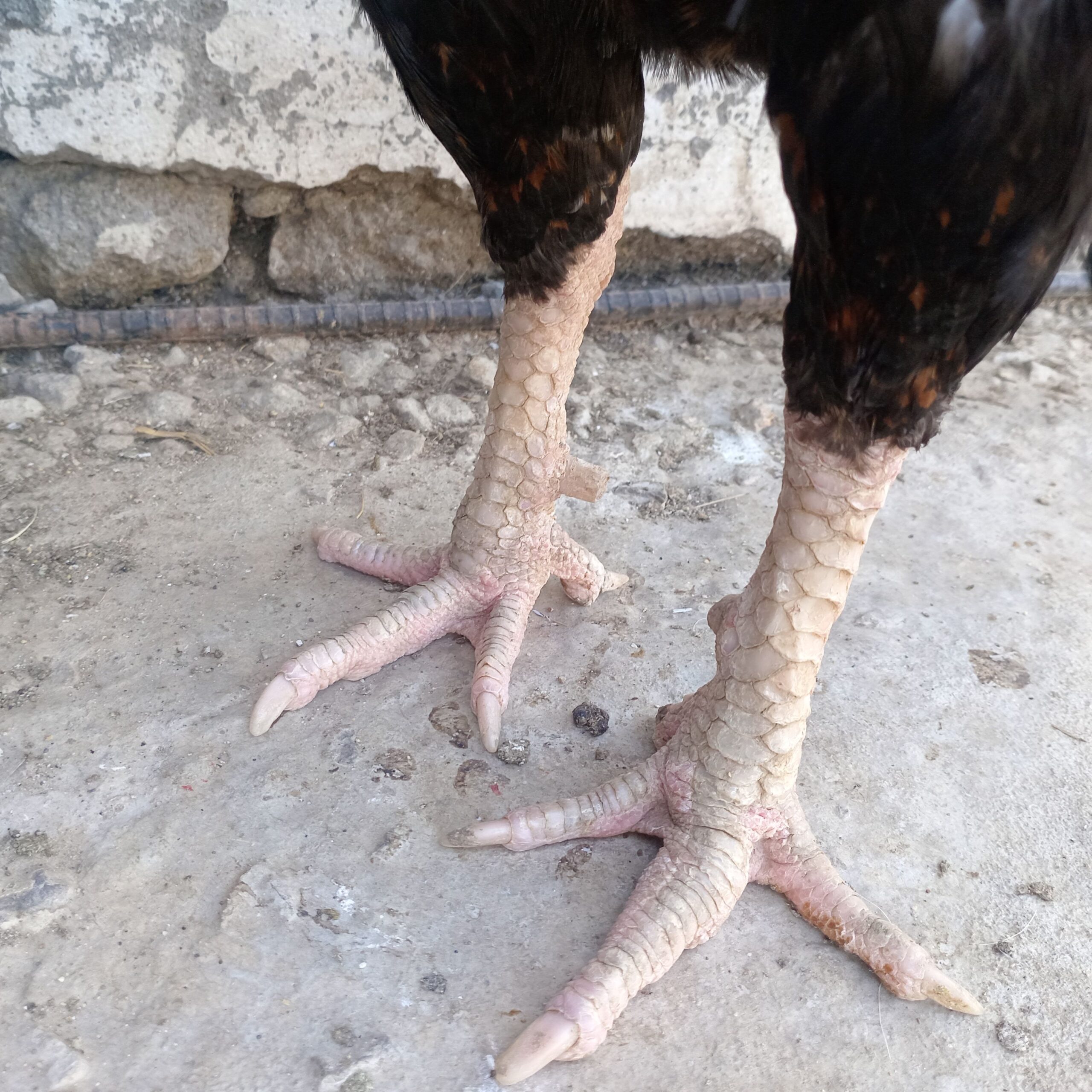 High Quality old bloodline breeder