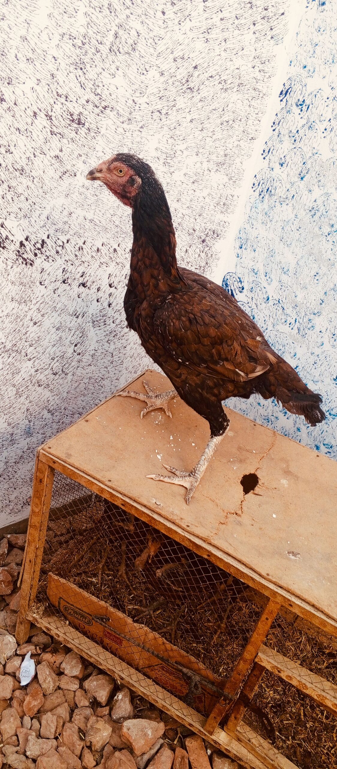Hen and chicks