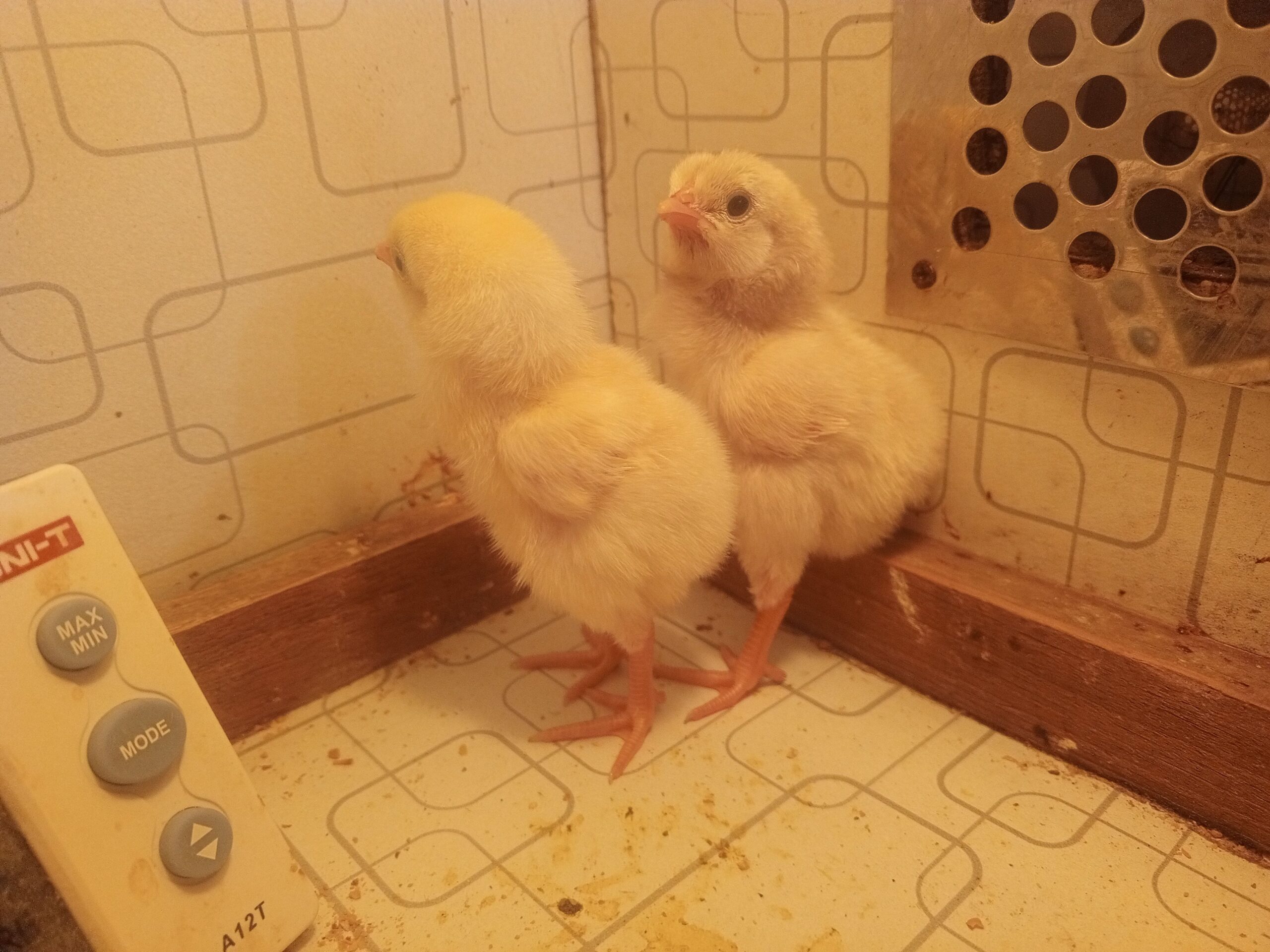 Heera aseel chicks