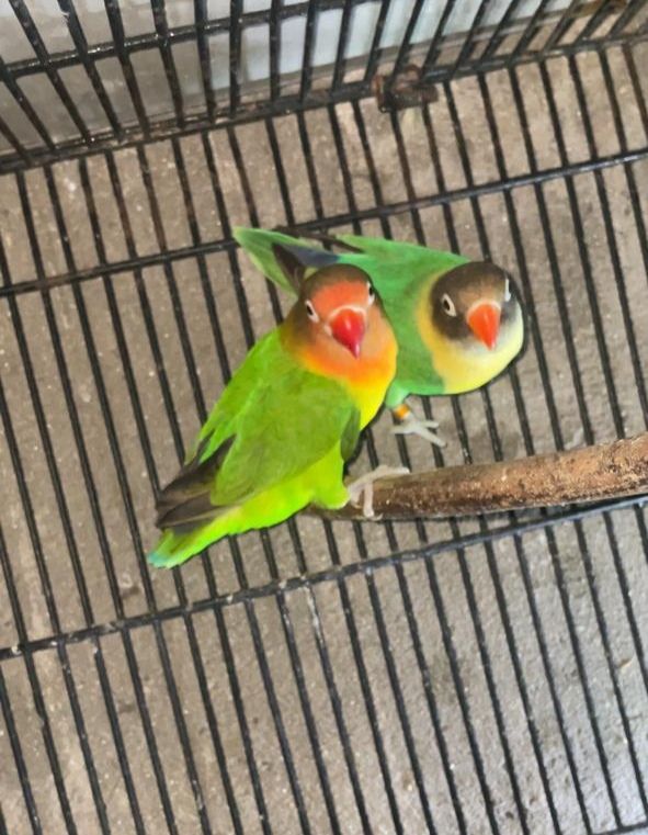 Male female confirm breeder pairs