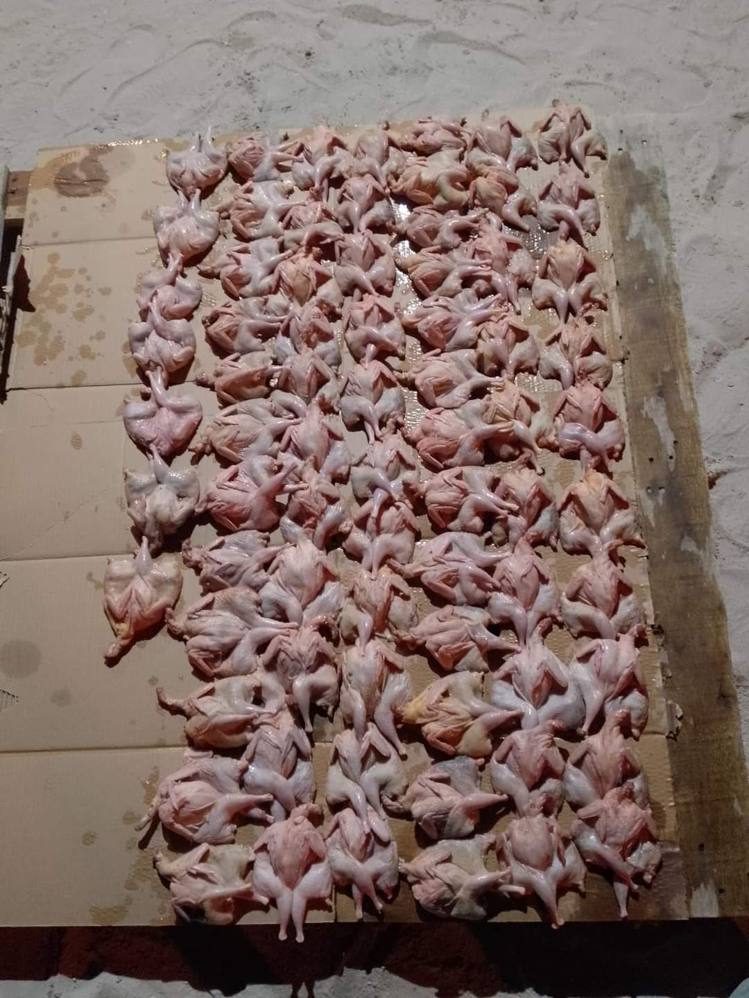 Batair meat and life batair