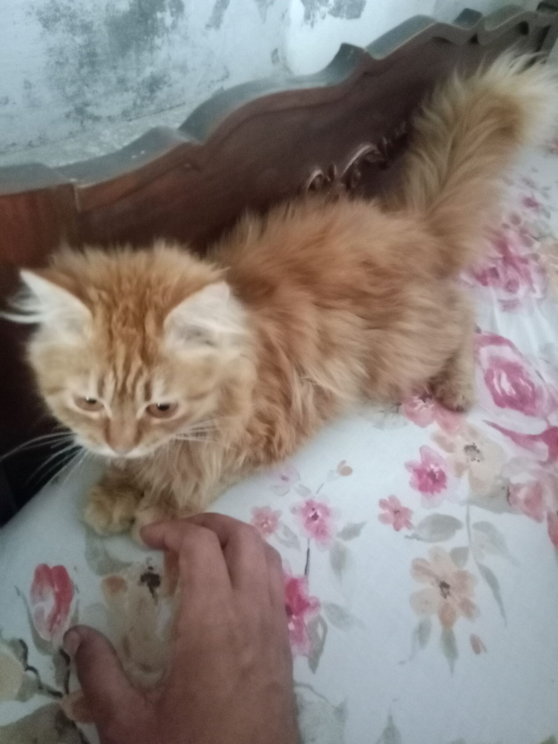 Person cat double coated male ha