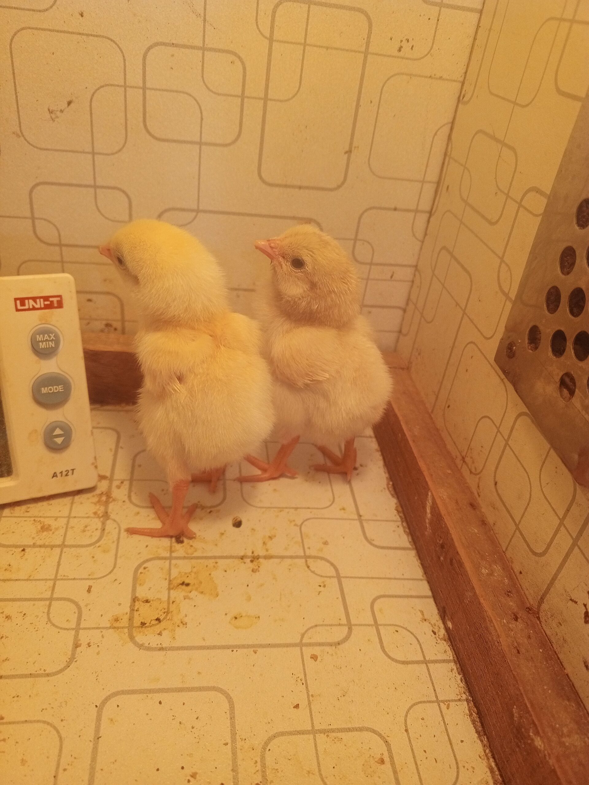 Heera aseel chicks