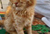 Perision male cat for sale