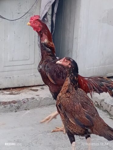 Sindhi Home bread Aseel Pair