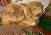 Perision male cat for sale