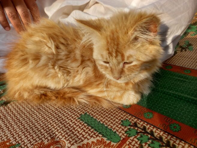 Perision male cat for sale