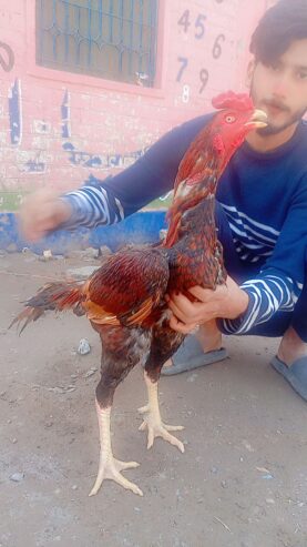 Sindhi Home bread Aseel Pair