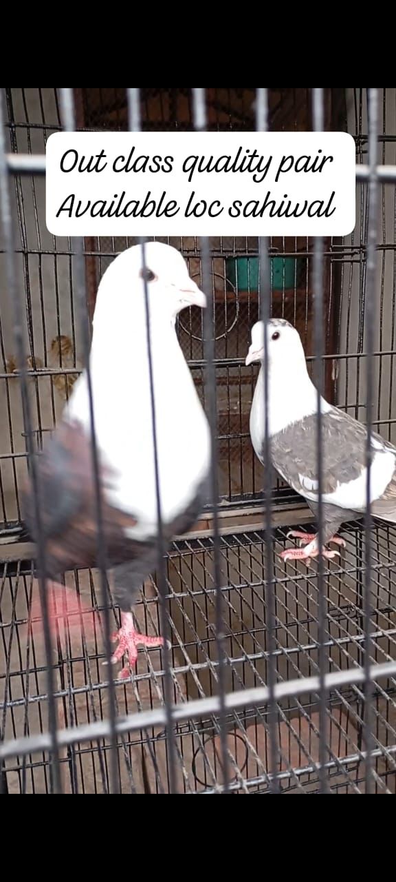 Qarblai piegon pair