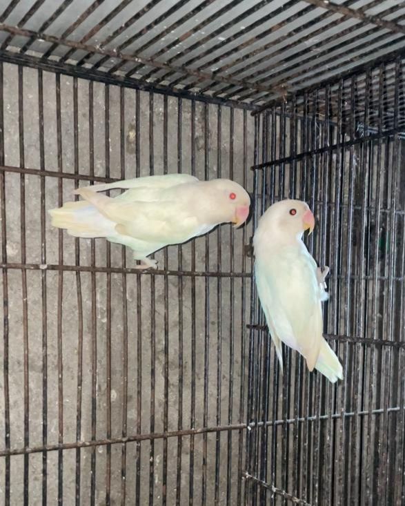 Male female confirm breeder pairs