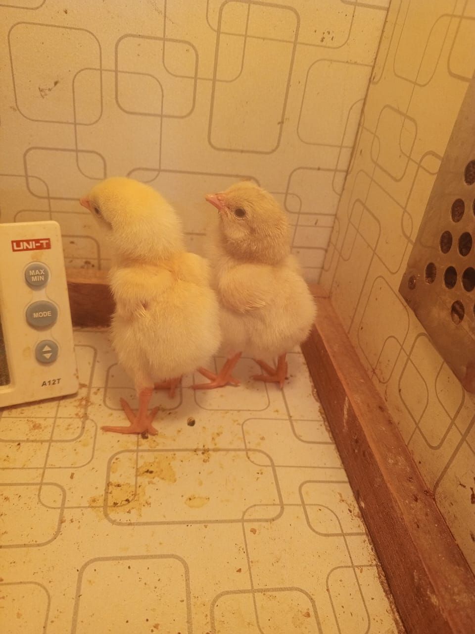Heera aseel pure. Parents alive. Chicks / eggs available