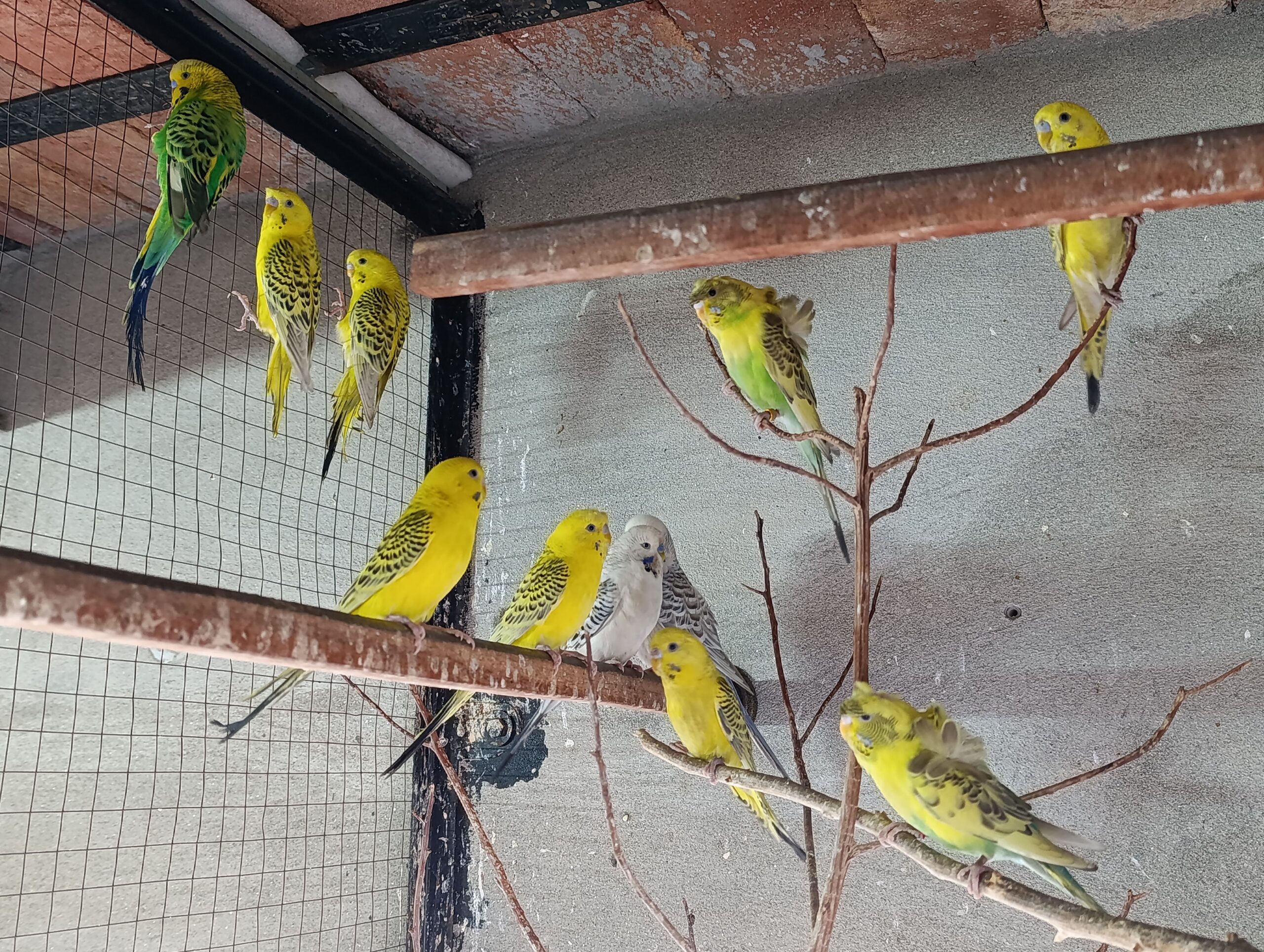 TCB YELLOW