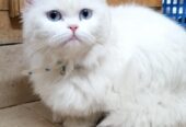 Persian white blue eyes female