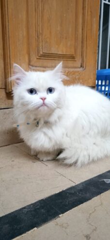 Persian white blue eyes female