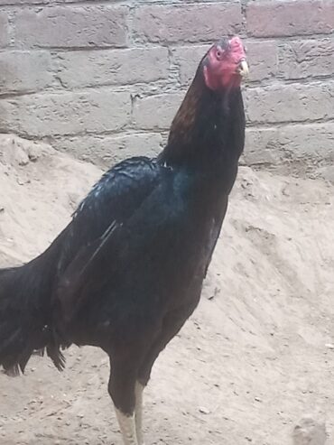 Black King Shamo Male