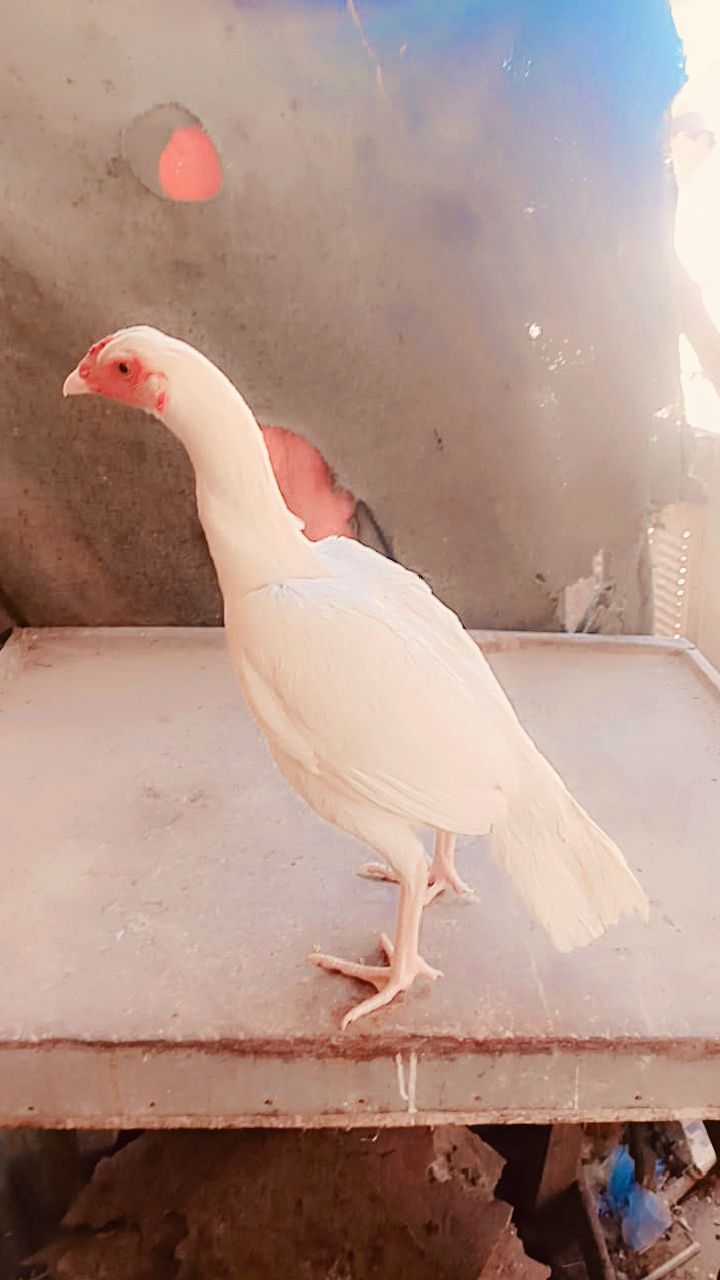 Khalifa aseel