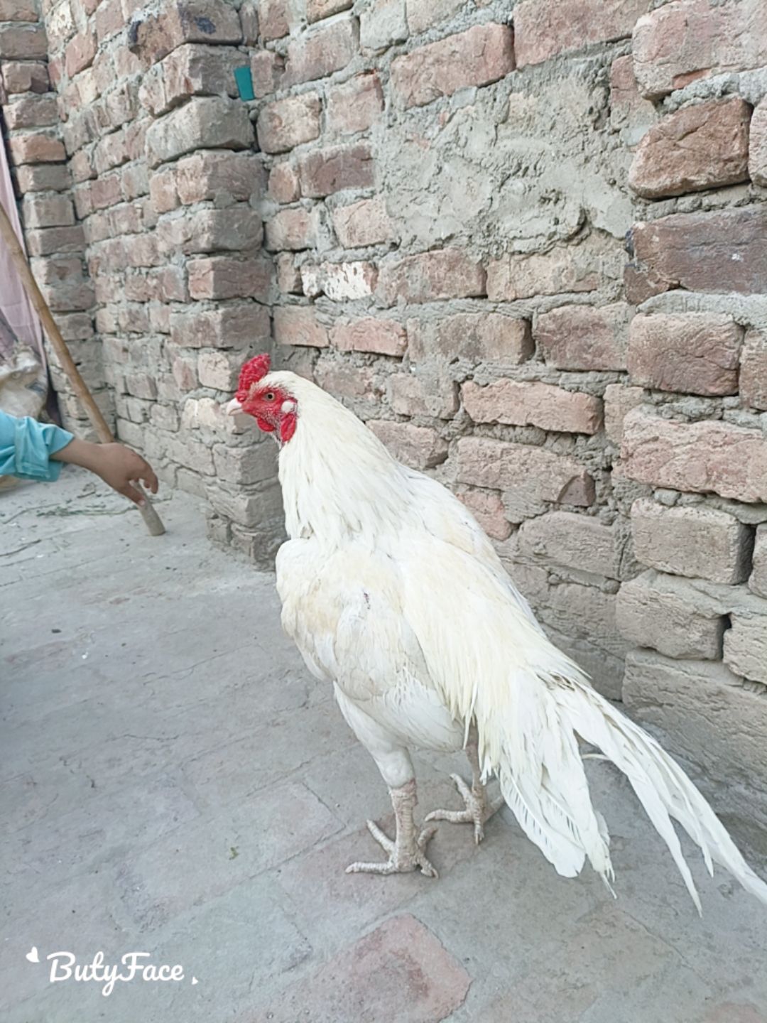Khalifa aseel