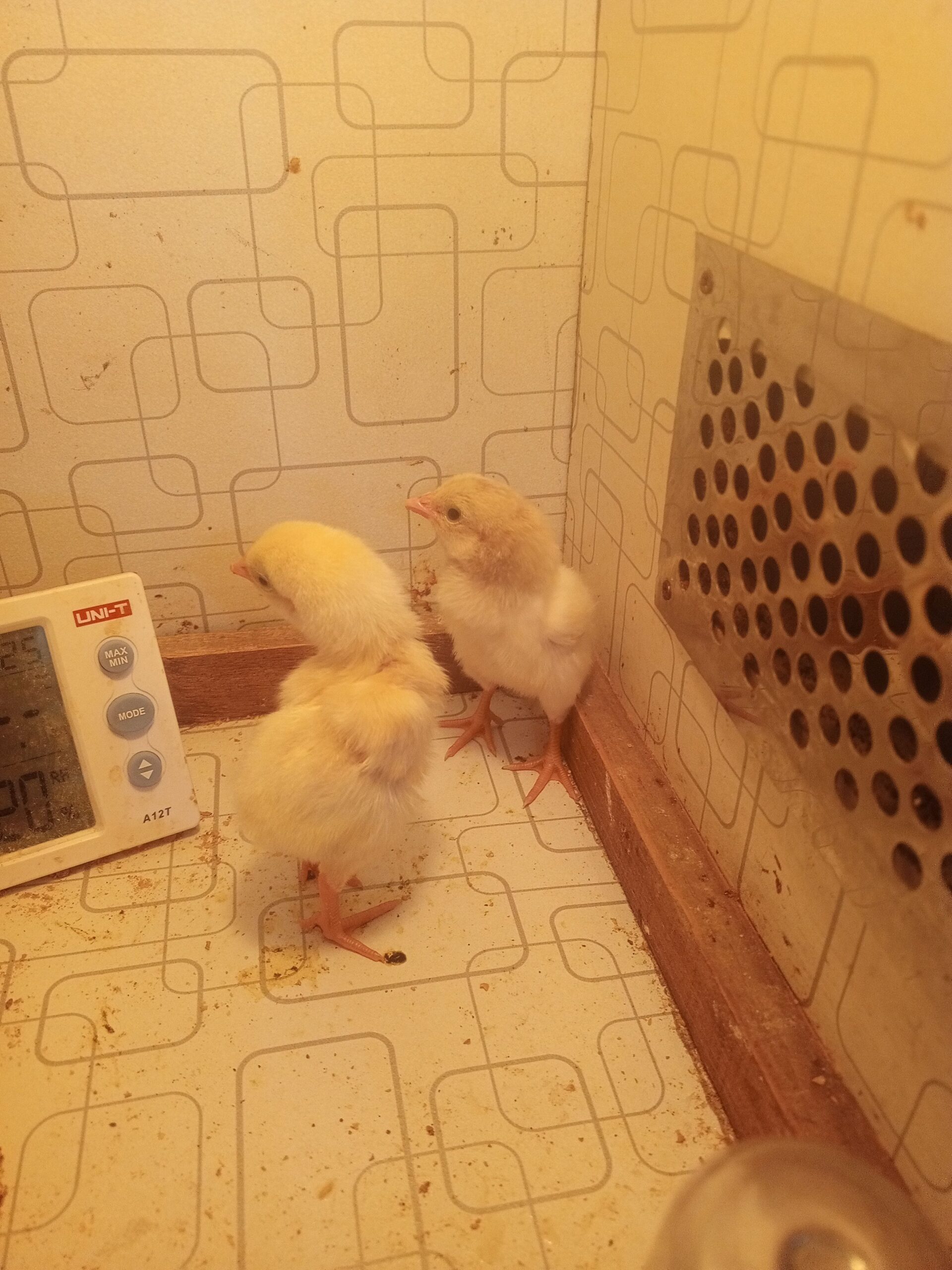 Heera aseel chicks