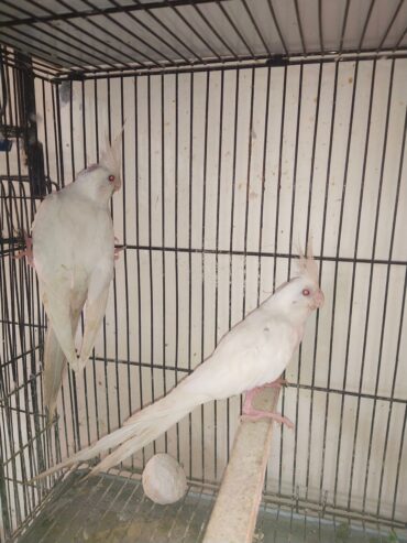 Eno cocktail red eyes breeder pair for sale just in 5k in lhr