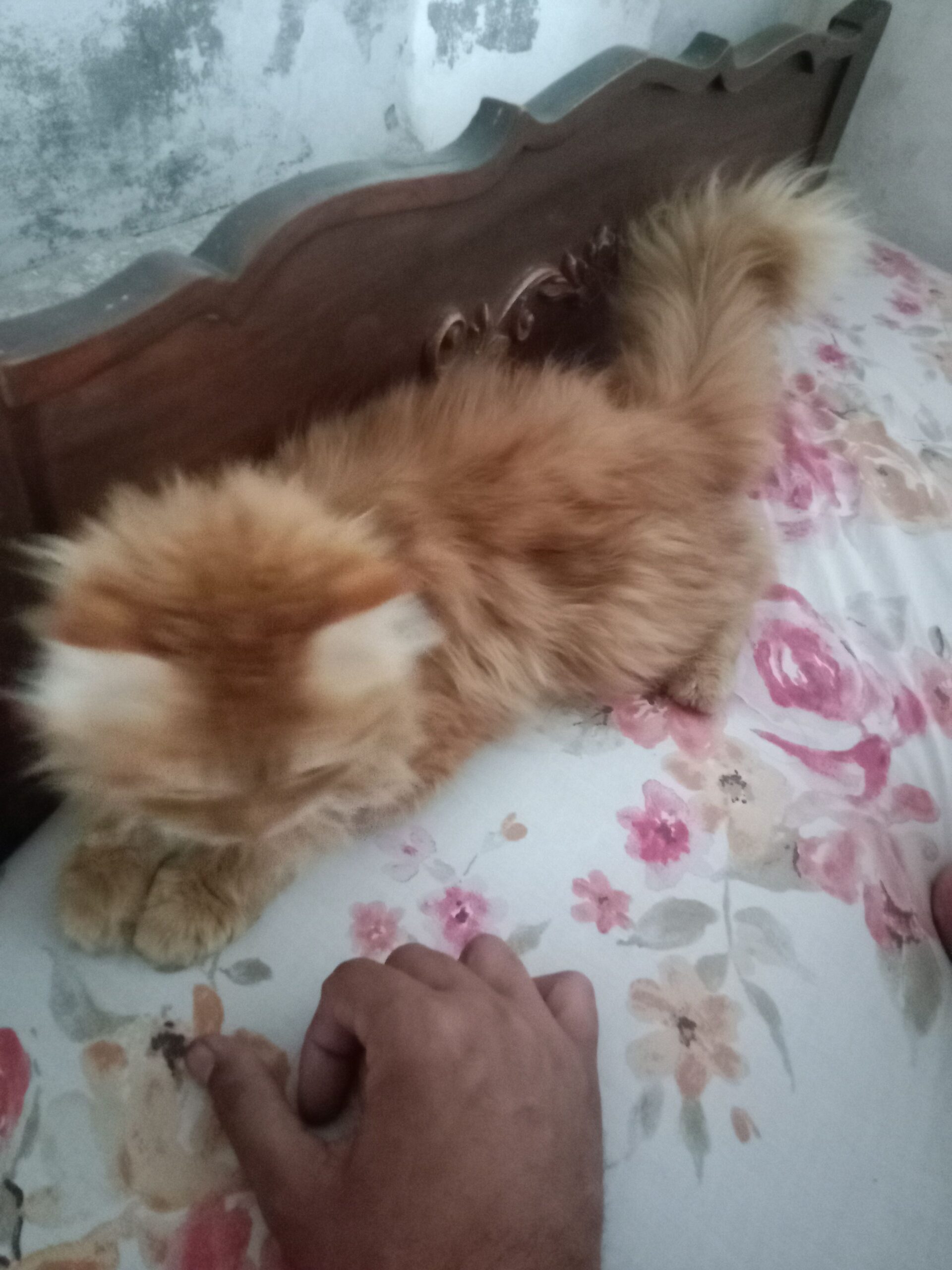 Person cat double coated male ha