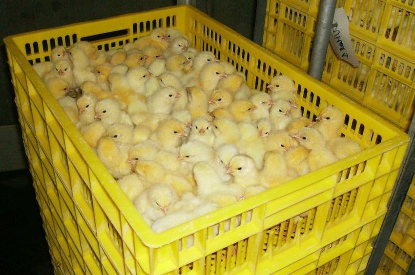 Hens chicks