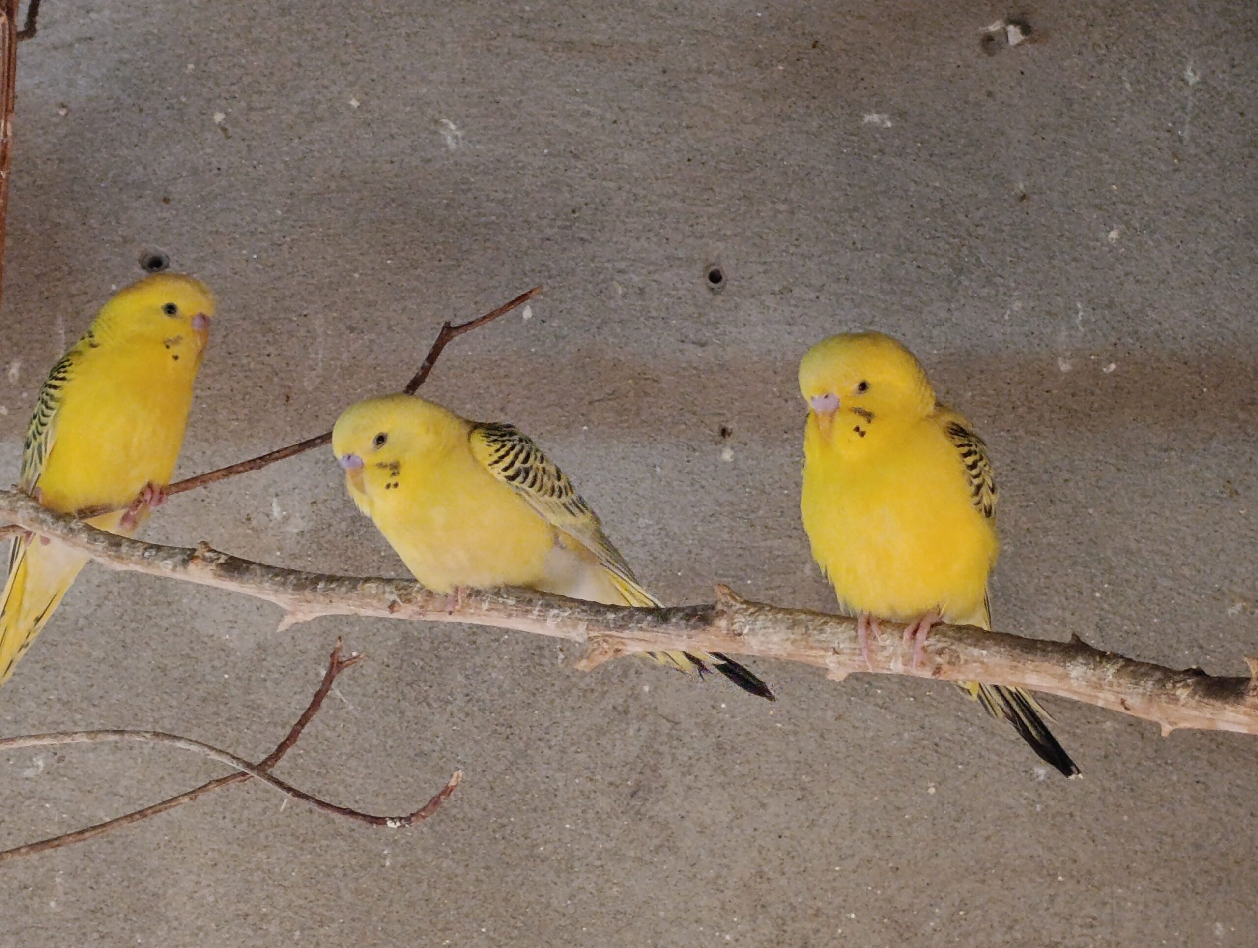 TCB YELLOW