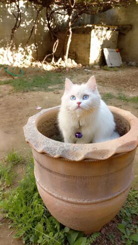 Persian white blue eyes female