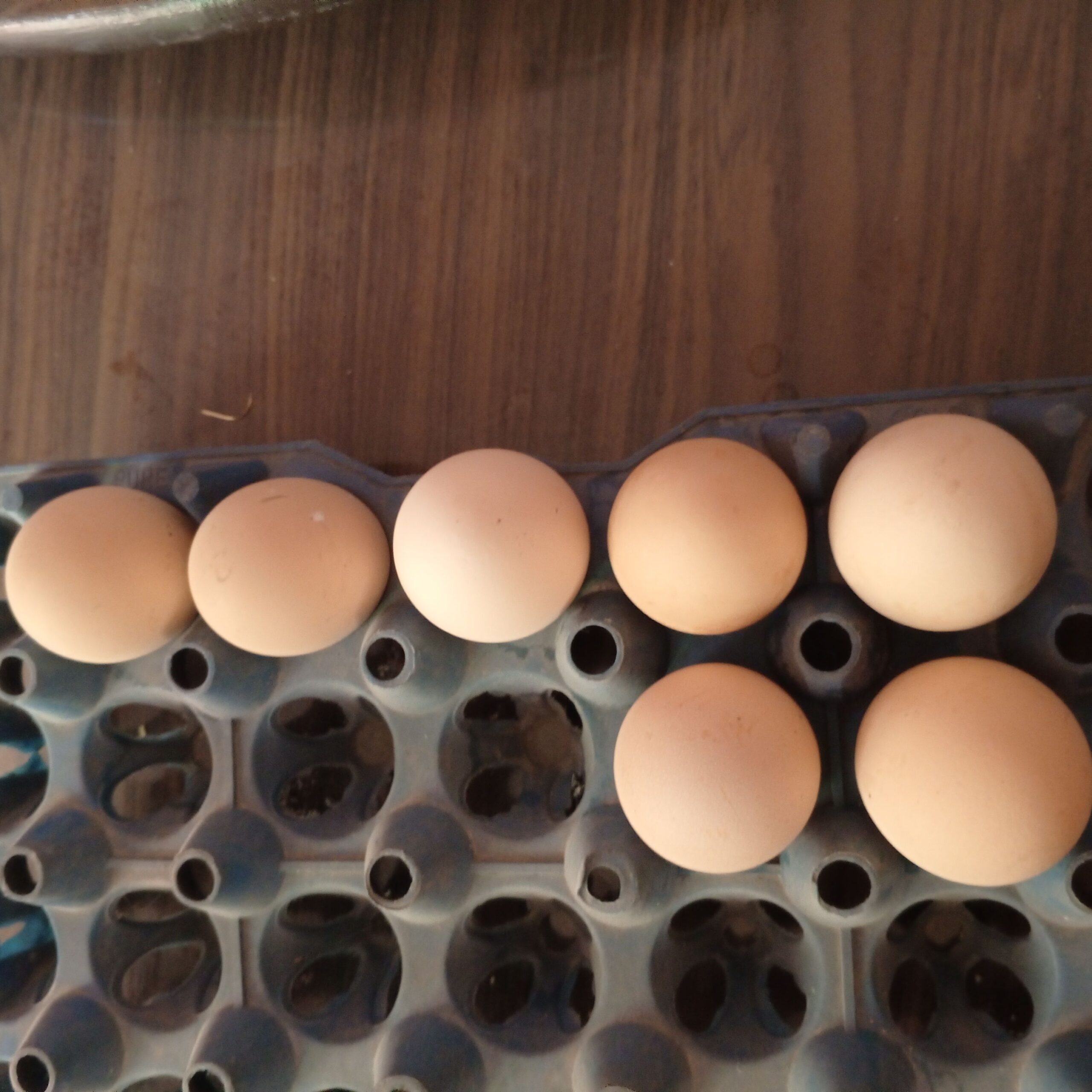 King Shamo eggs