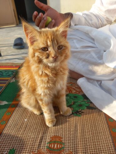 Perision male cat for sale