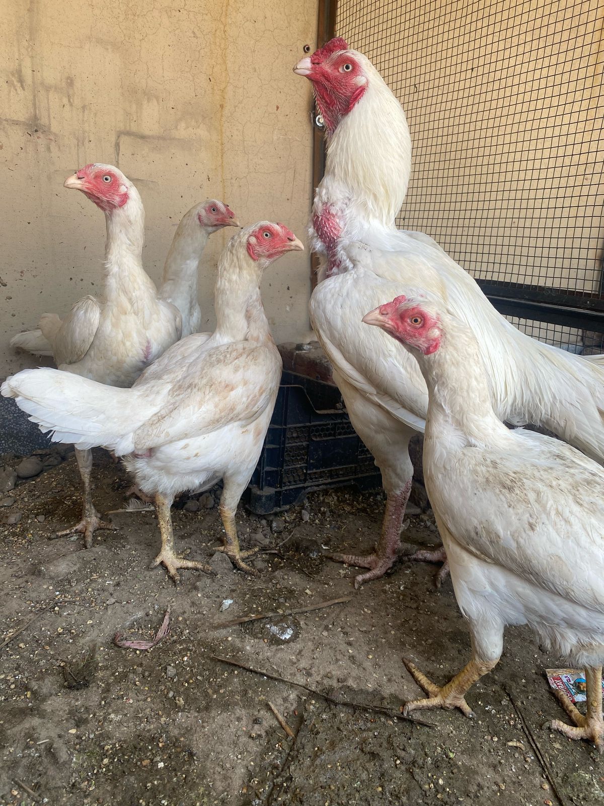 Heera aseel chicks