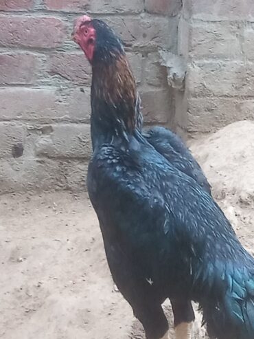 Black King Shamo Male