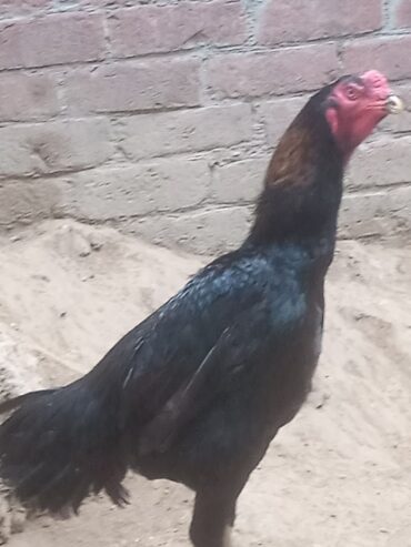 Black King Shamo Male