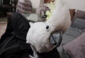 Tritron cockatoo