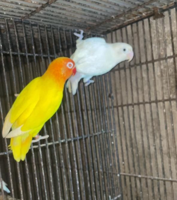 Male female confirm breeder pairs