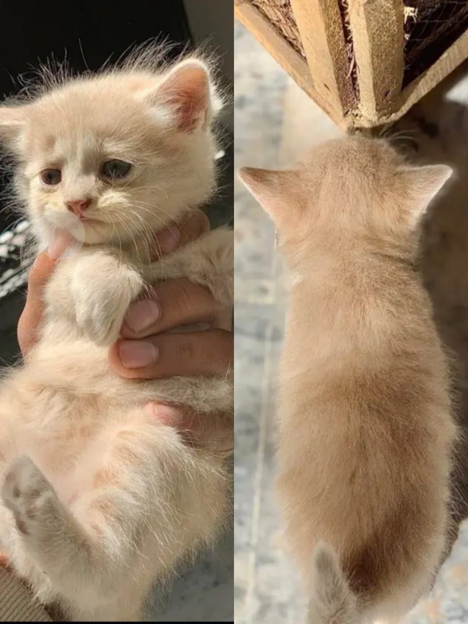 Persian kittens