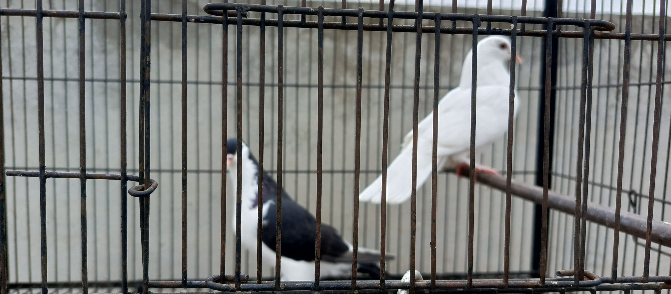 Beautiful Pigeons