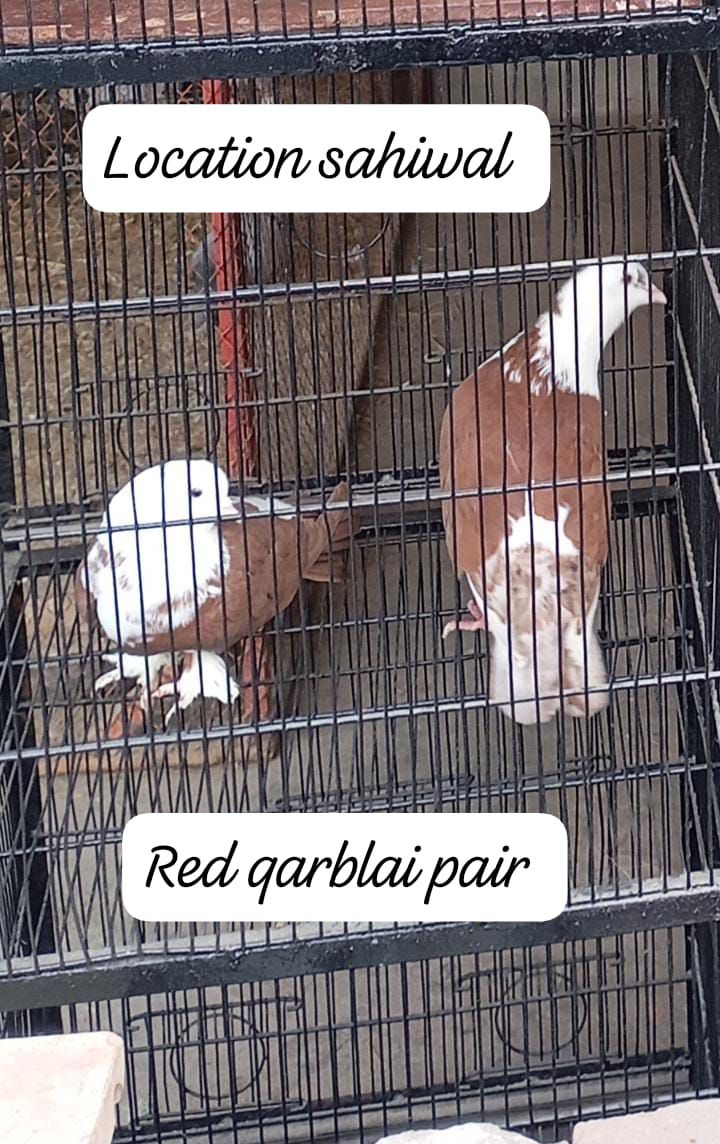 Qarblai piegon pair