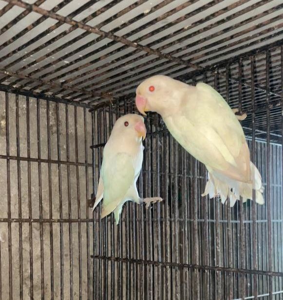 Male female confirm breeder pairs