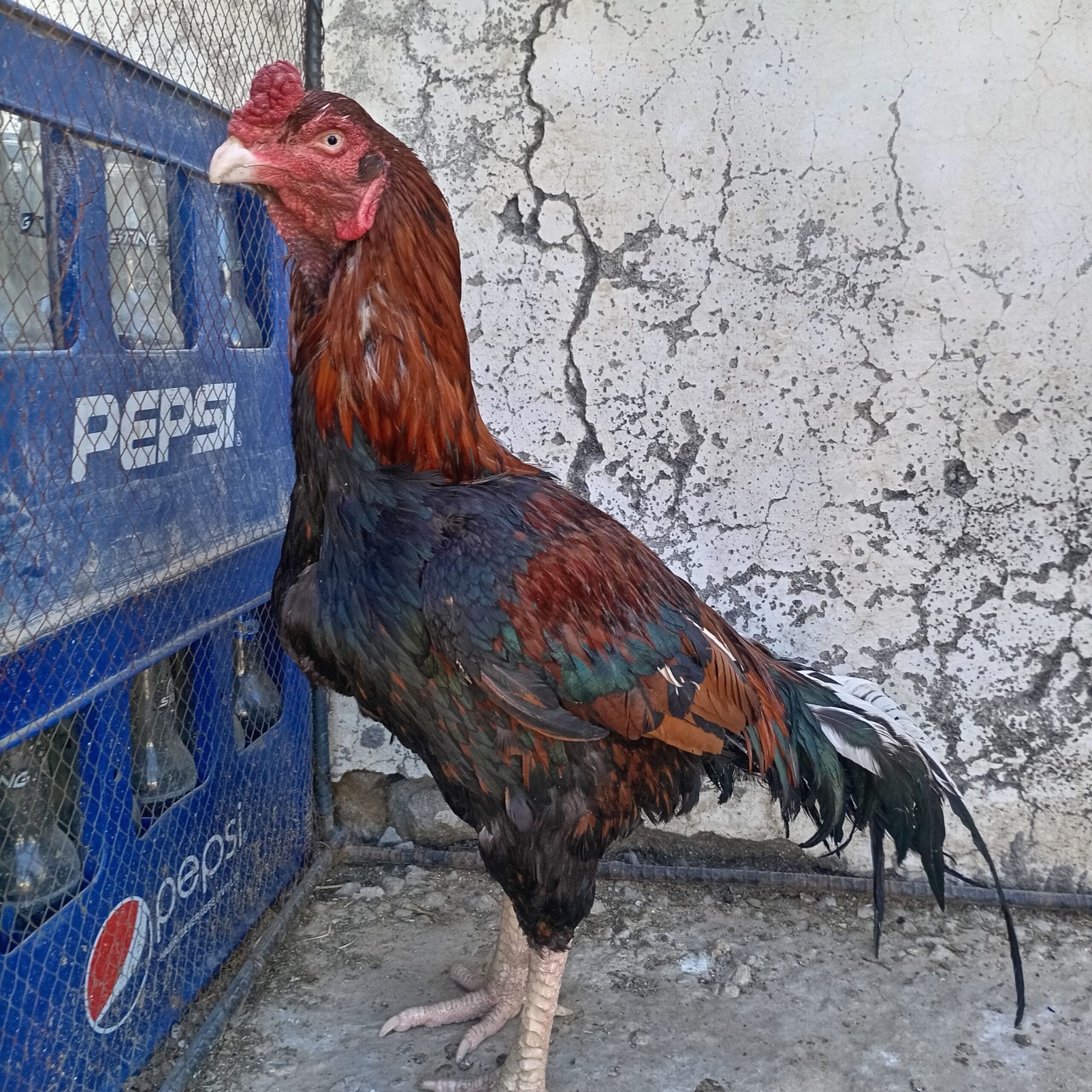 High Quality old bloodline breeder