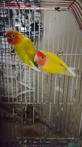 Love birds