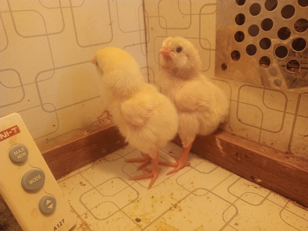 Heera aseel pure. Parents alive. Chicks / eggs available