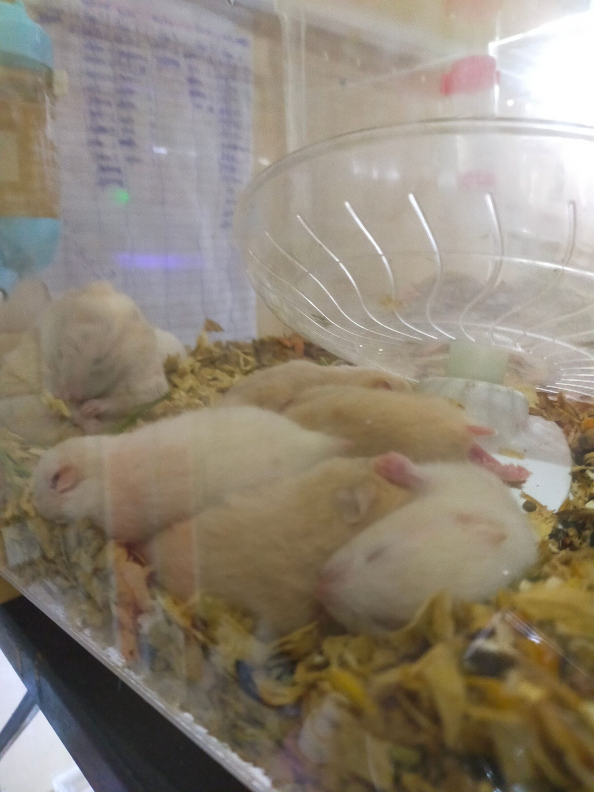 adorable Hamsters for sale in Lahore